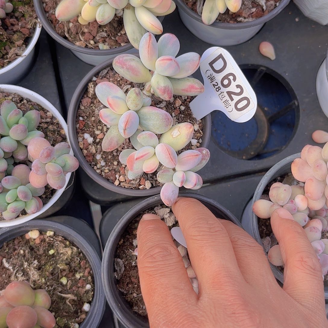 D620乒乓锦一物一拍