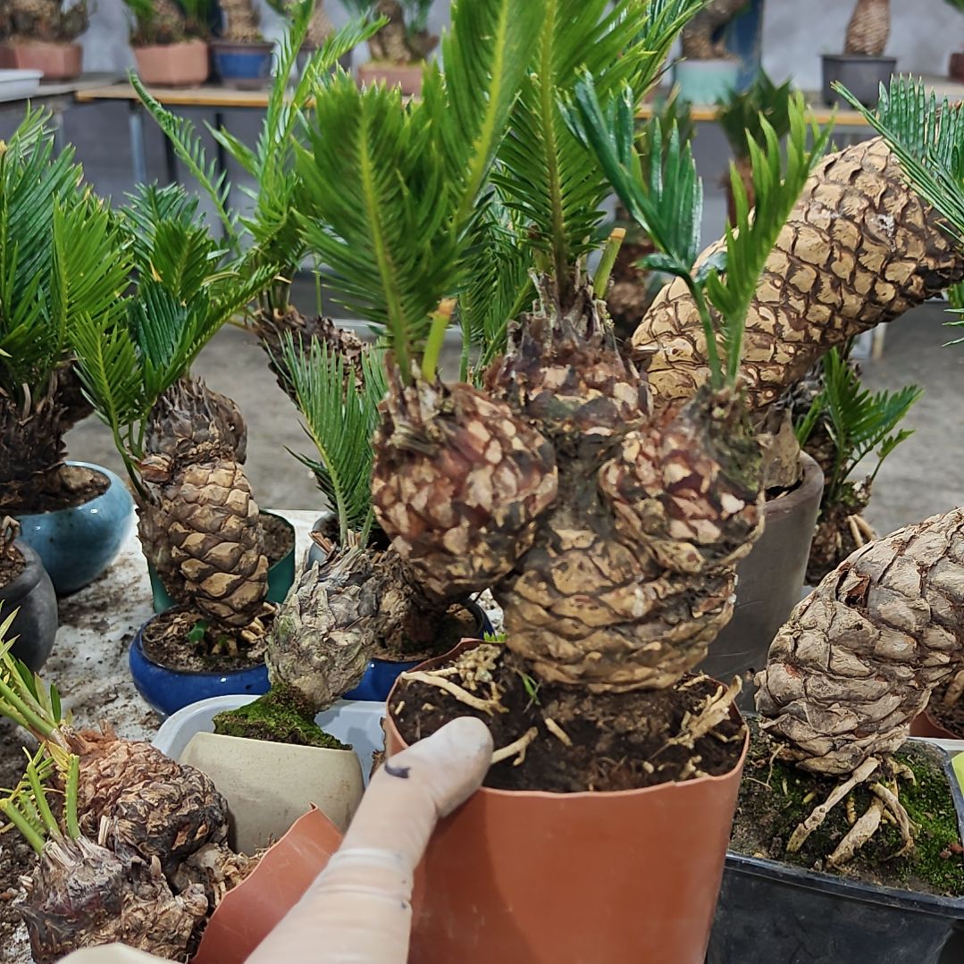 D***張无花朵白鳞铁盆景基地价