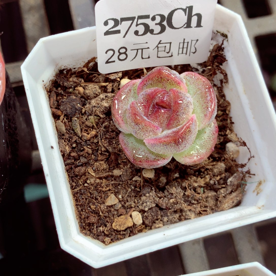 5厘米盆精控多肉2753