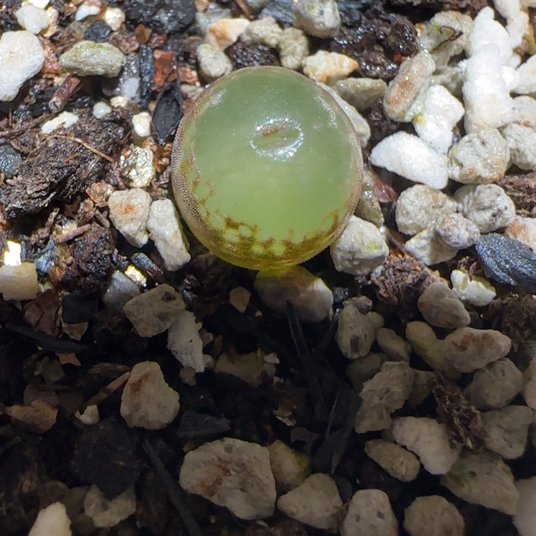 肉锥多肉植物百科-安格1086