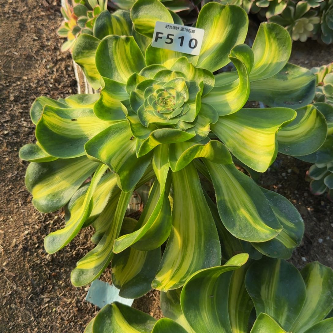 510暴君。多肉植物