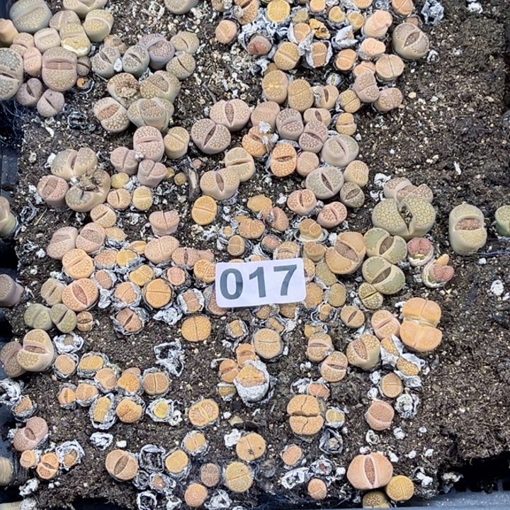 017 生石花一物一图如图带框