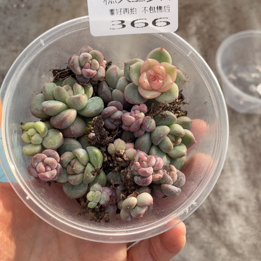 糕大上多肉植物366