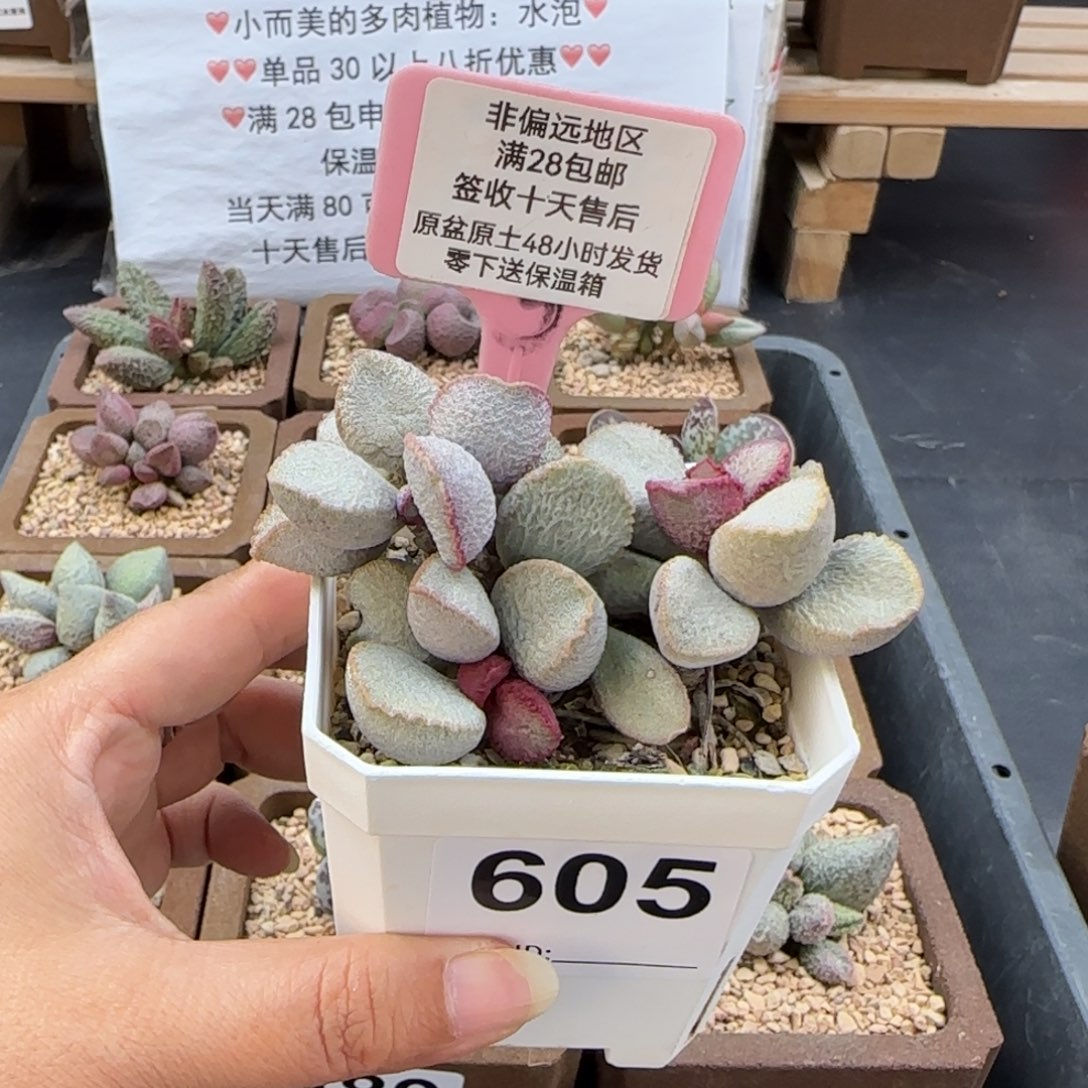 用***4605圣姬多肉的植物