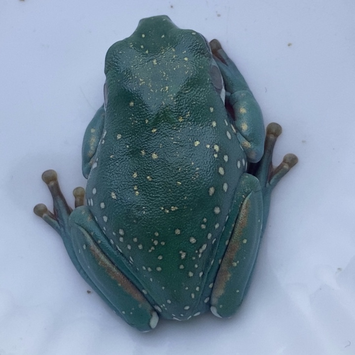 老爷树蛙24h蓝子代04号金腿素皮