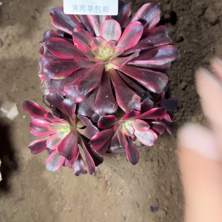 8858蛇毒多肉植物