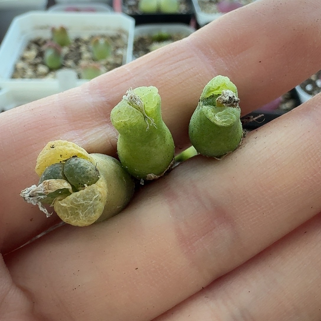 老马生石花小奶瓶615
