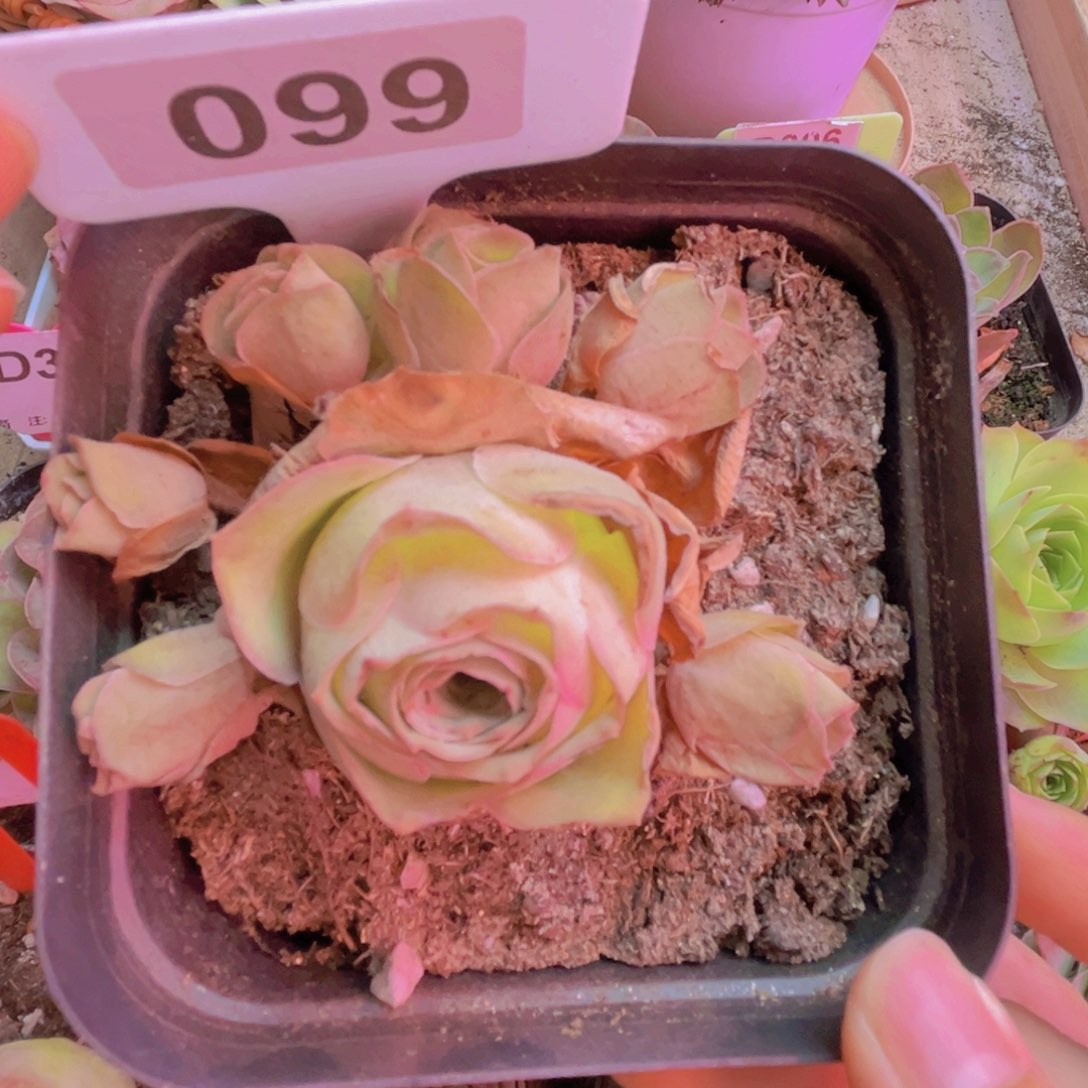 099山地玫瑰粉色