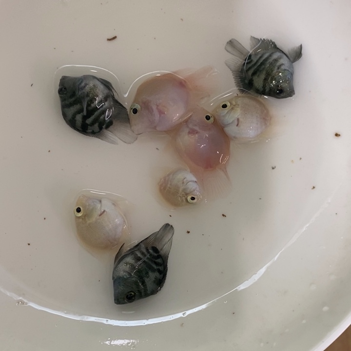 鹦鹉鱼一组六条迷你鹦鹉