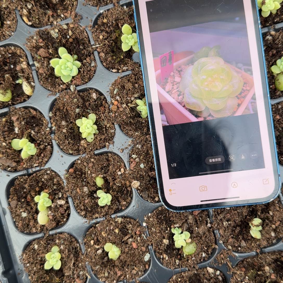 四喜财富穴1个满25包邮