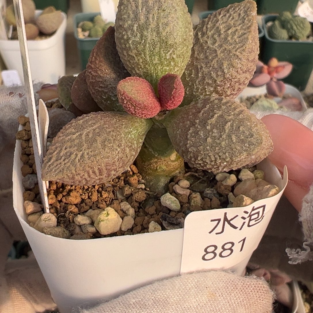 881老桩一颗实生水泡