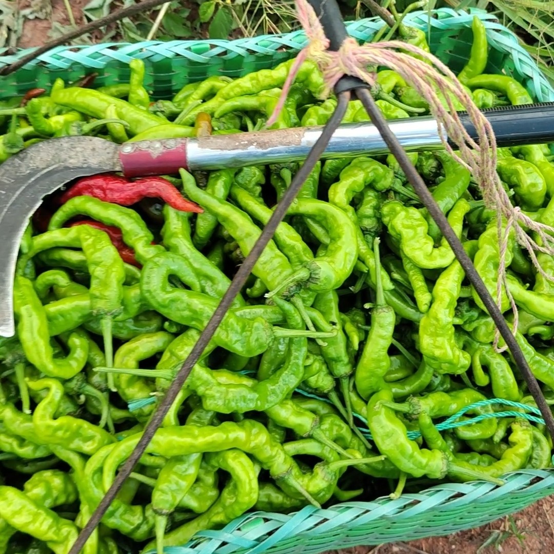 茶陵农家露天青辣椒中辣（顺丰包邮）