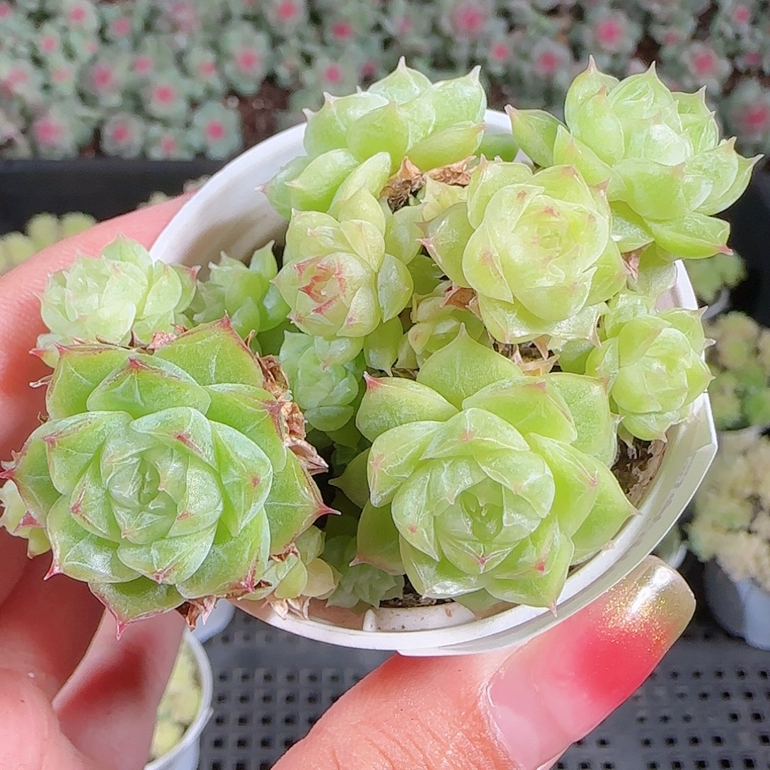 0921-38麦秆优选不包整