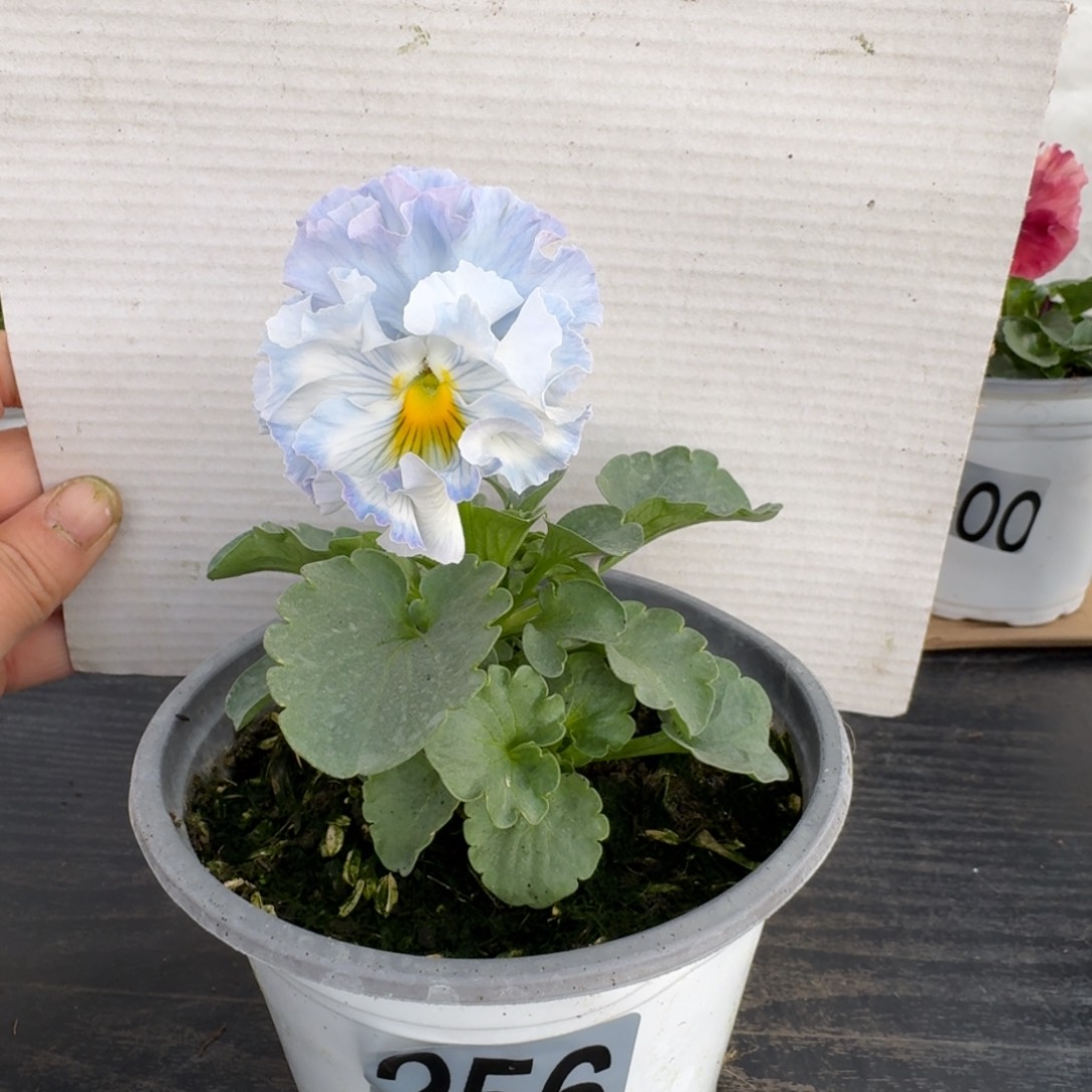 全部花朵256号角堇