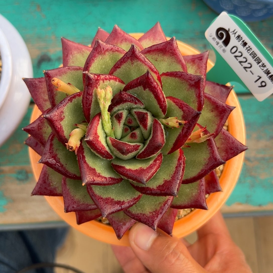 多肉一物一拍0222-19