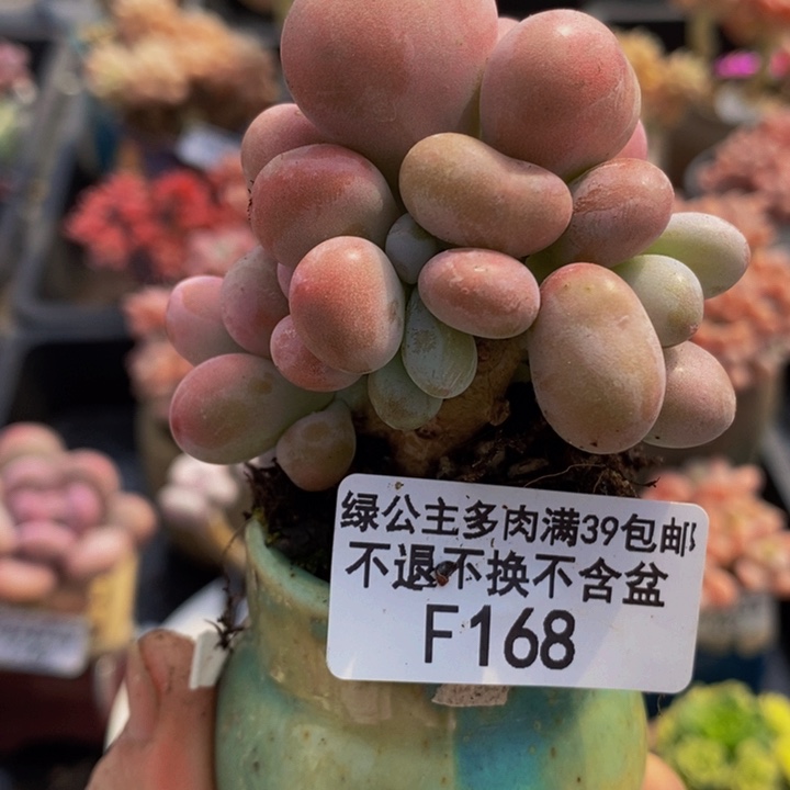 桃蛋树6cm168多肉植物