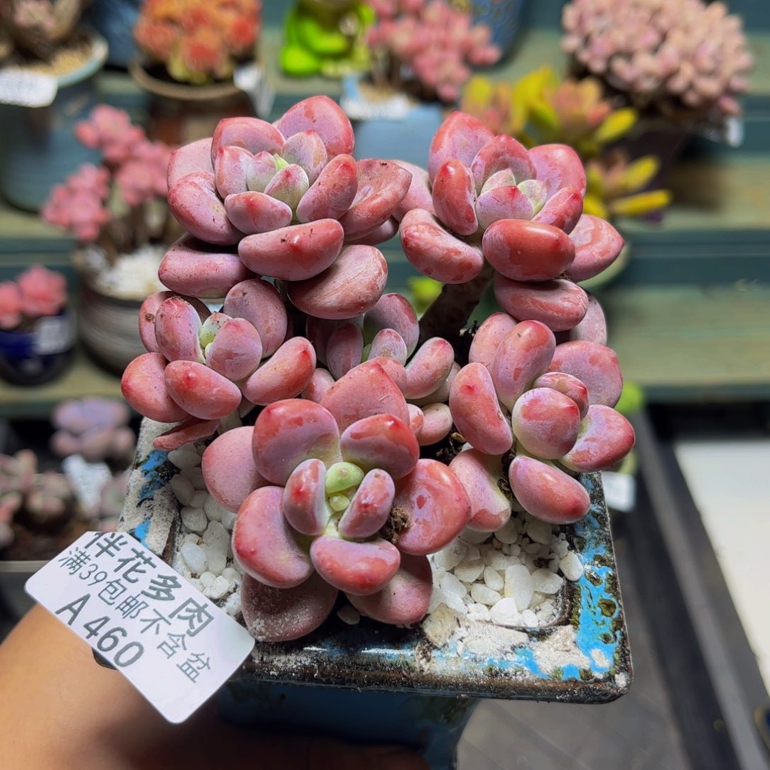 460樱花洛神10厘米多肉