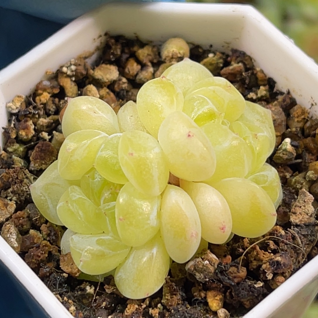 财富密码 钱多多双头