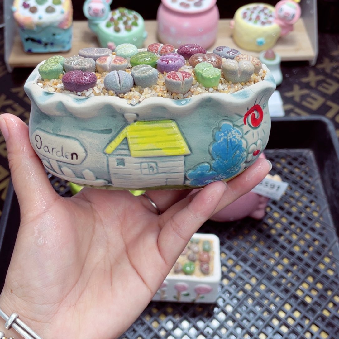 w6592 带盆土发货一物一拍