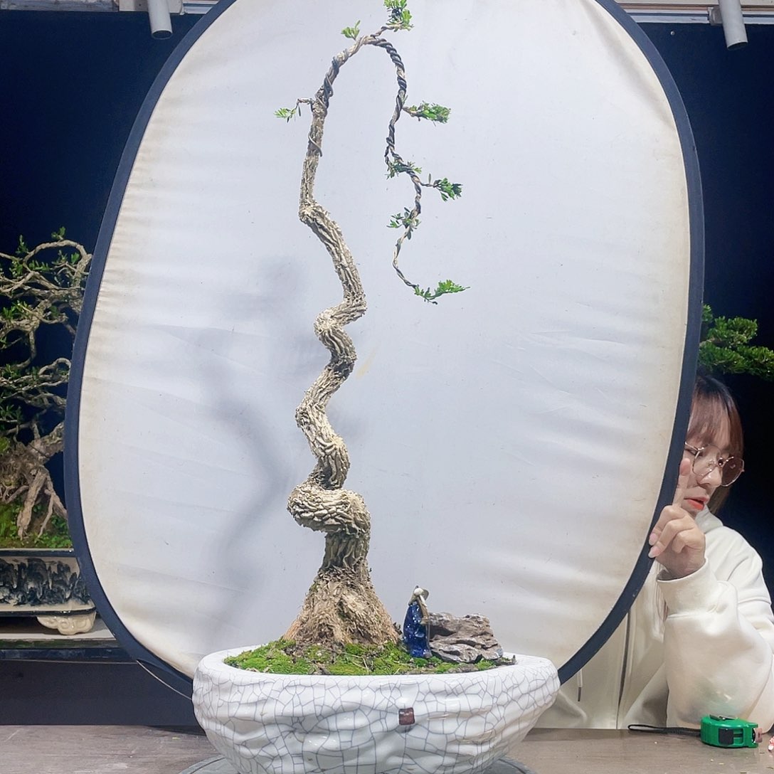 完全开放黄杨盆景四季常青