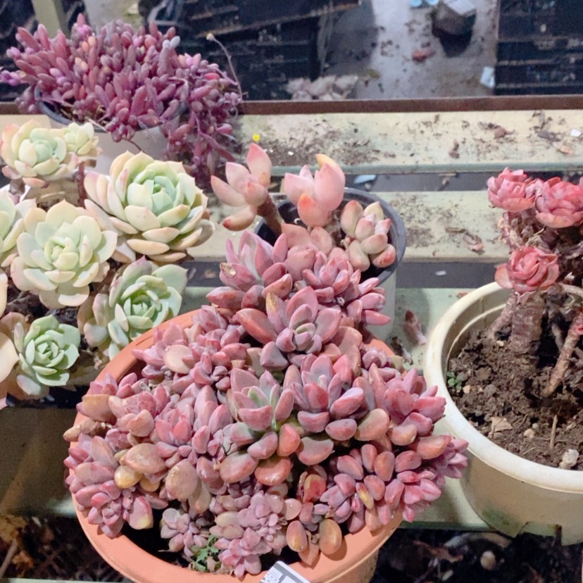 【闪购商品】紫心17135