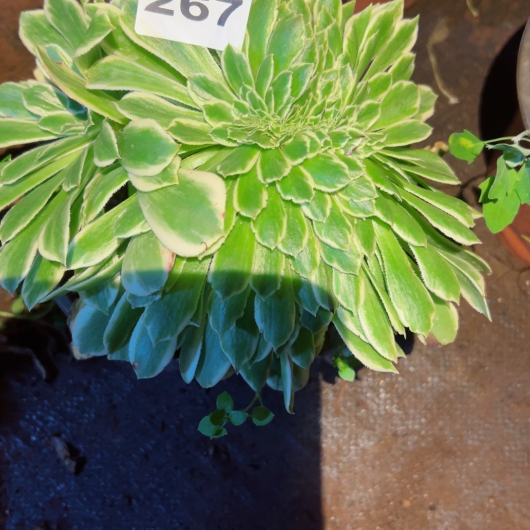 267 号多肉植物新年特价福利