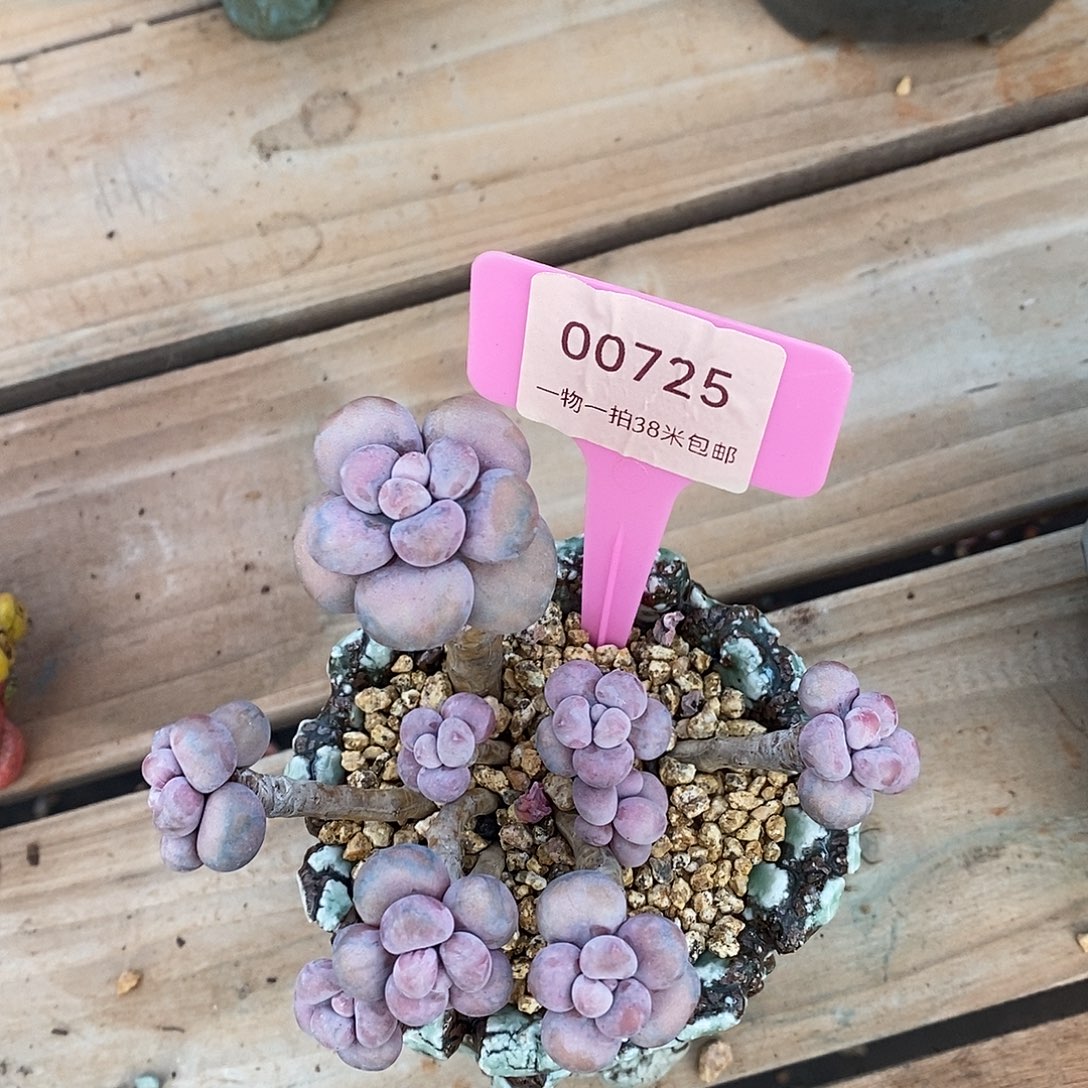 00725，嗯吐了咯咯