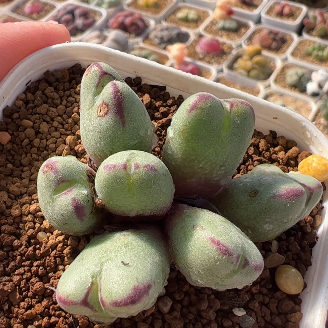 522多肉植物百科