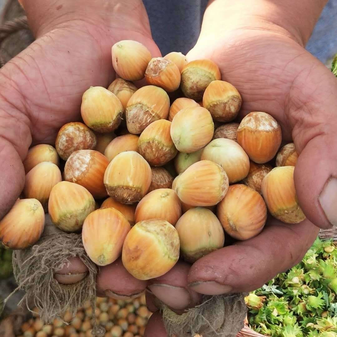 脱皮鲜榛子.送工具（3斤.5斤）新疆西藏不发