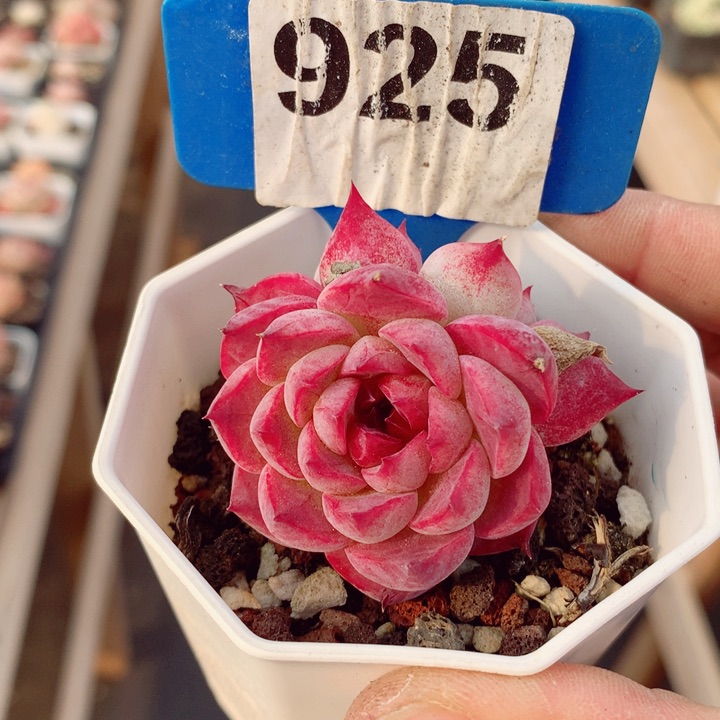 石榴石5.5cm多肉植物