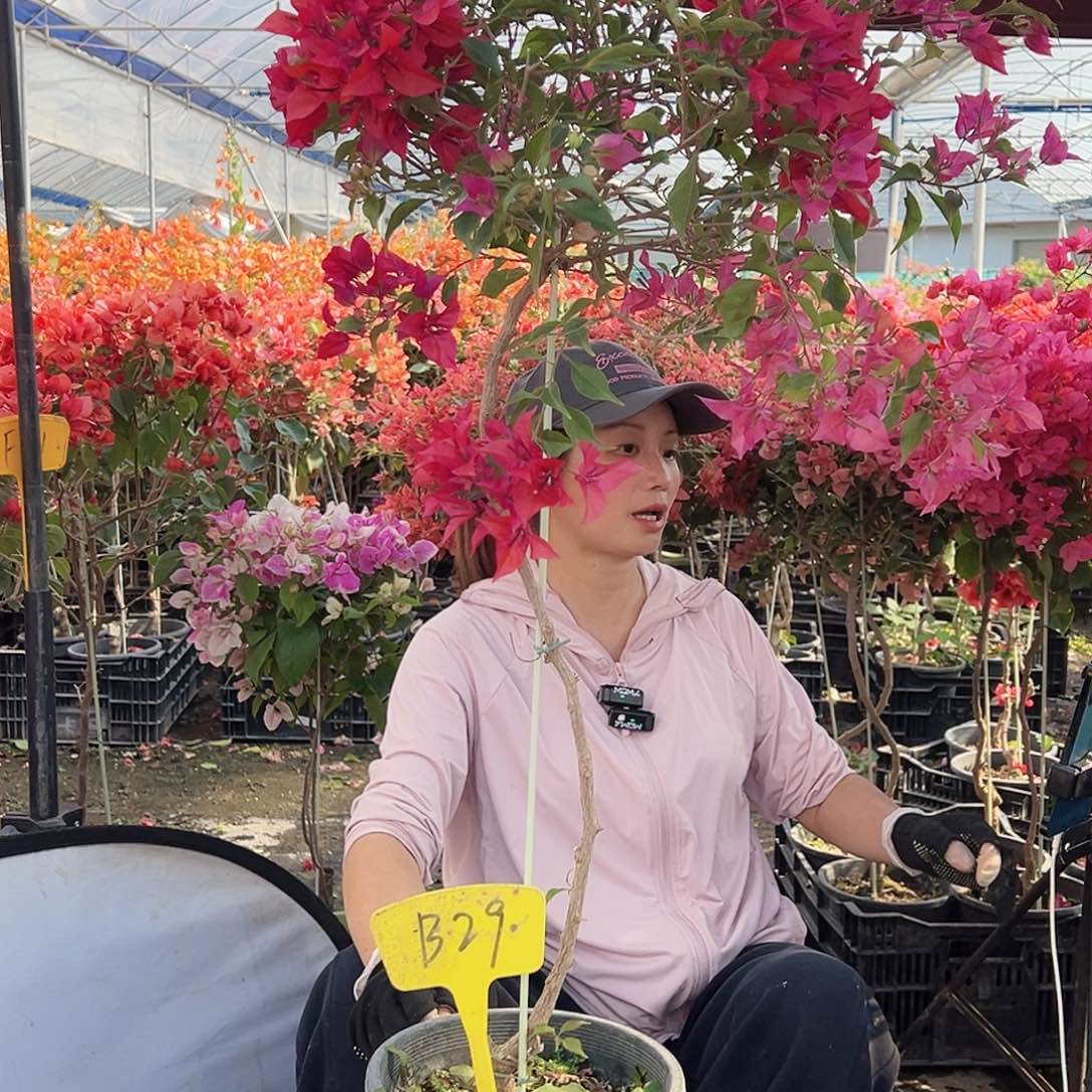 宝****大部分花苞少量开放B29酒红桑巴