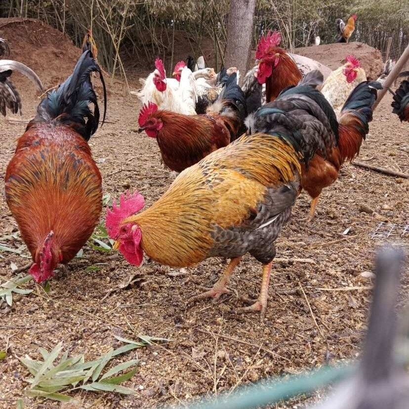 1宠物花柴鸡崽顺丰包邮包活