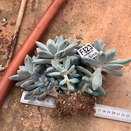 胖体哥特大群523 亏本清退款拉黑7-8天发货