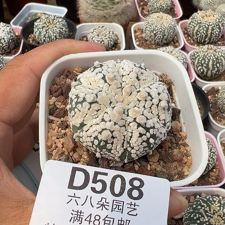 *****508号实生兜多肉植物