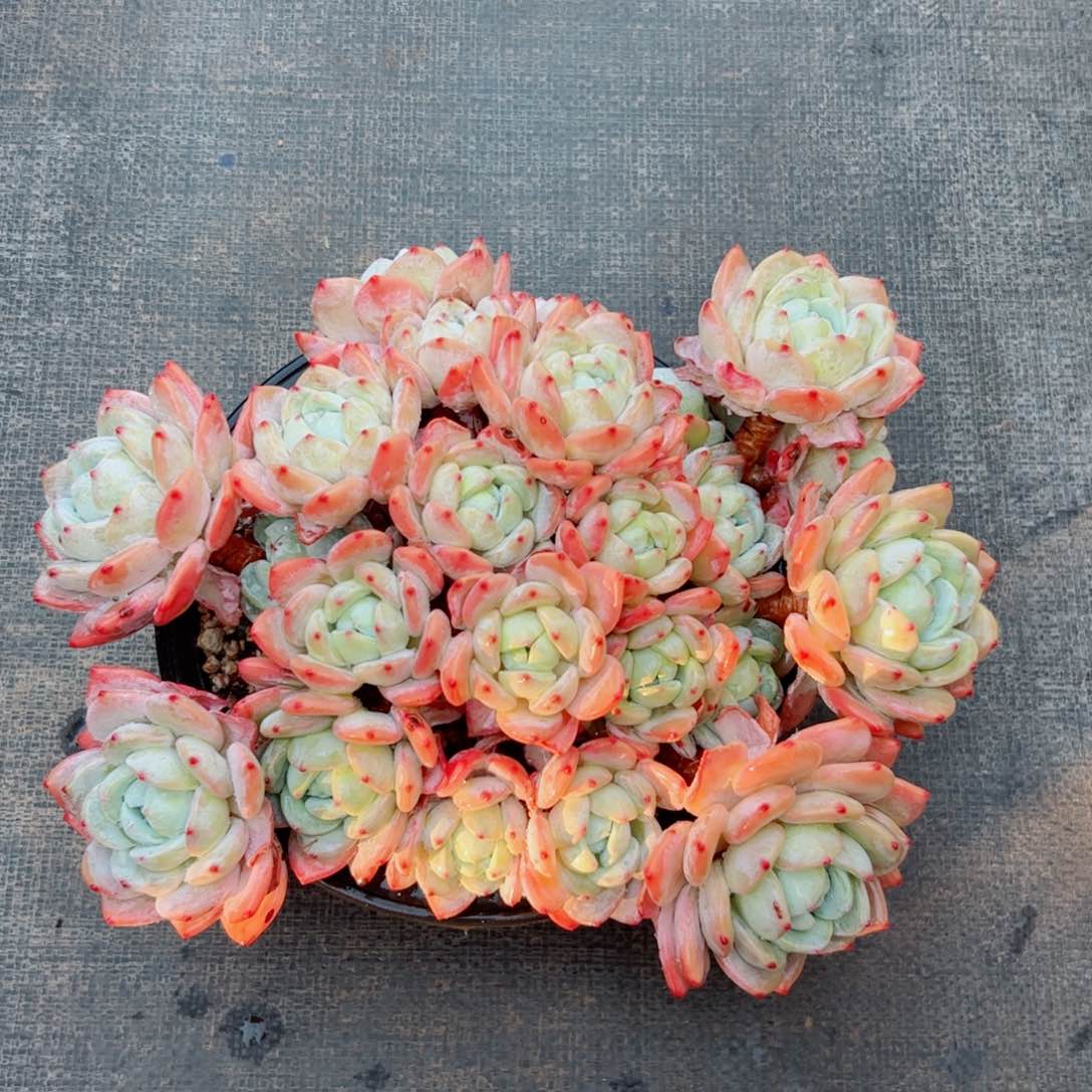 冷香自然群多肉植物