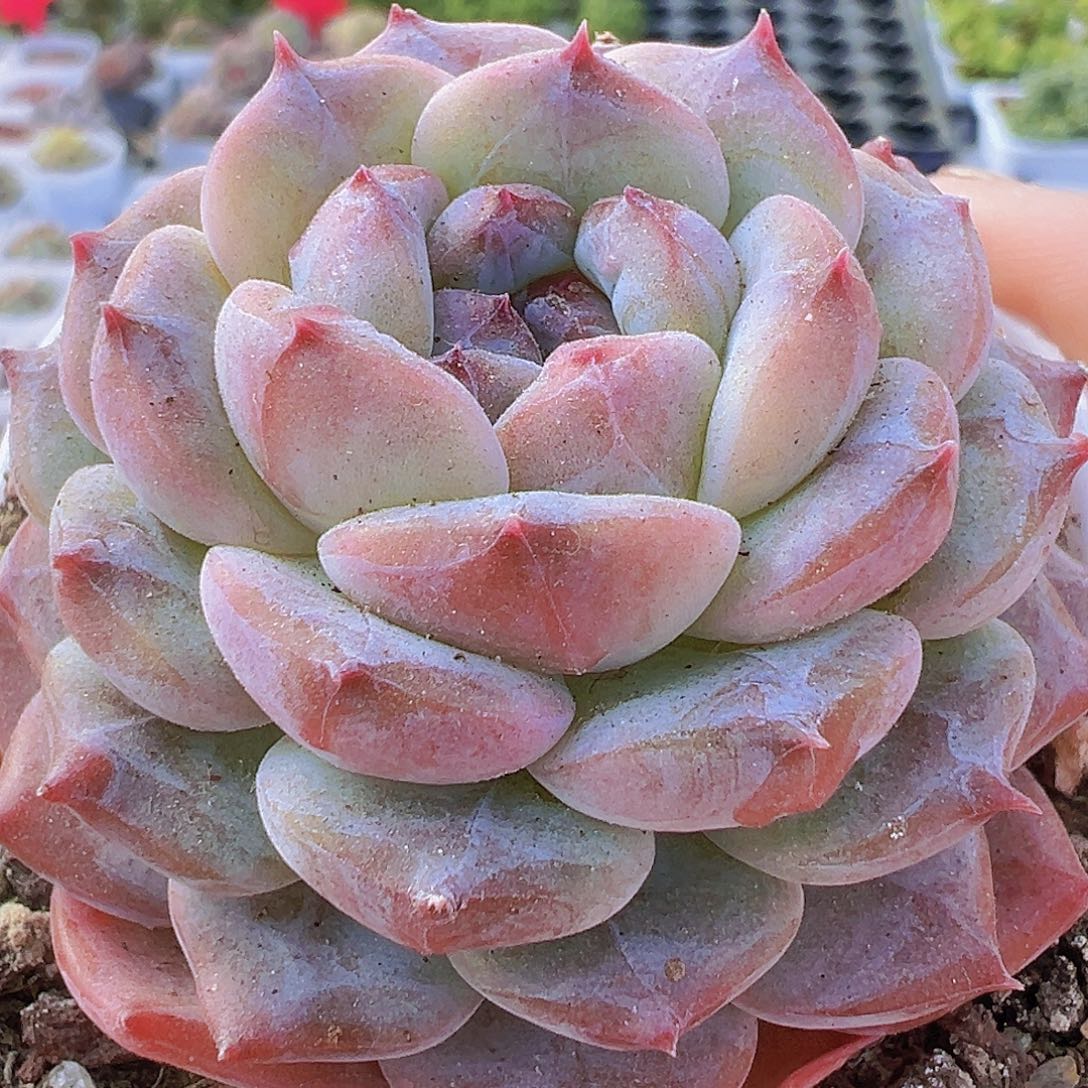 冰塔19包邮多肉植物