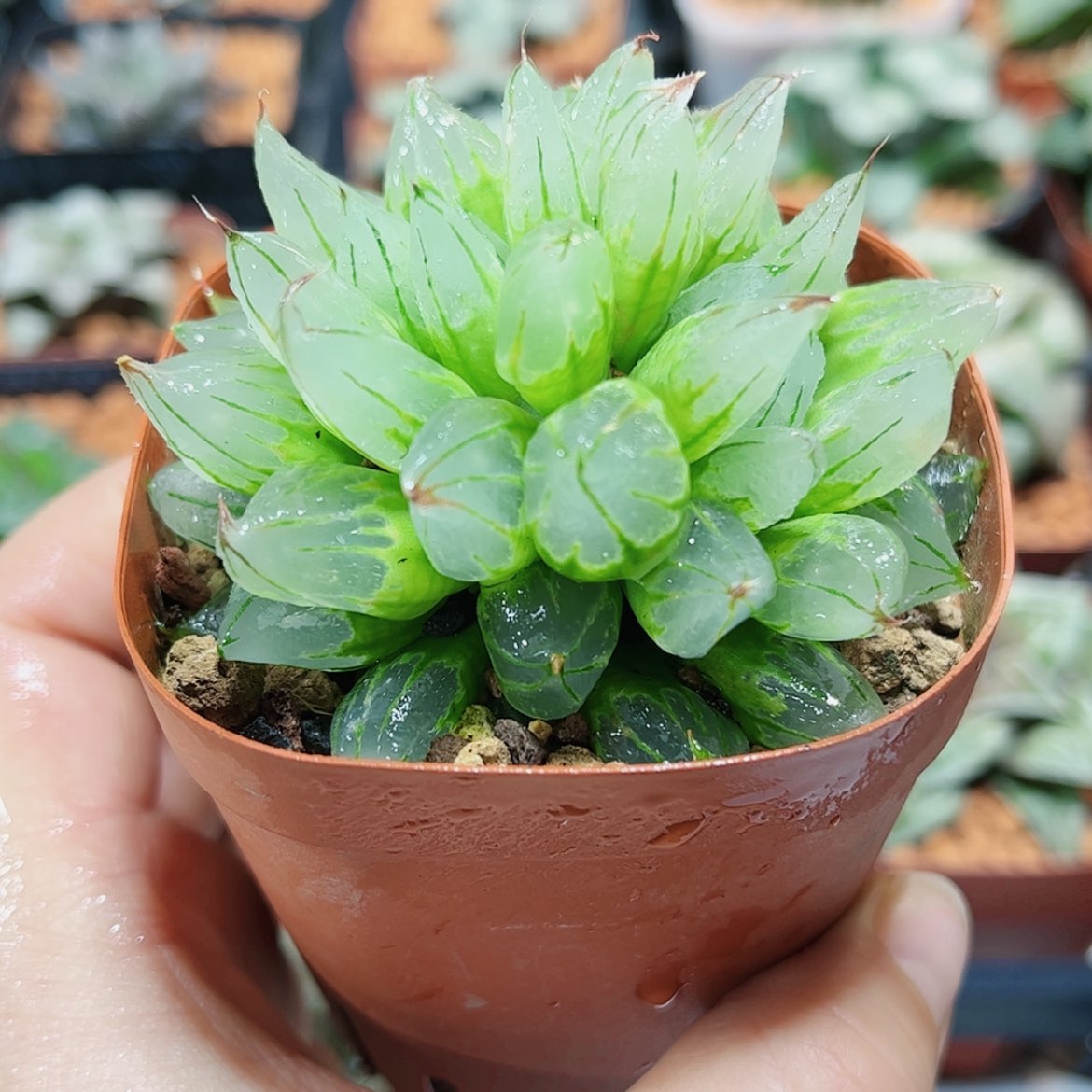 【闪购商品】西亚基