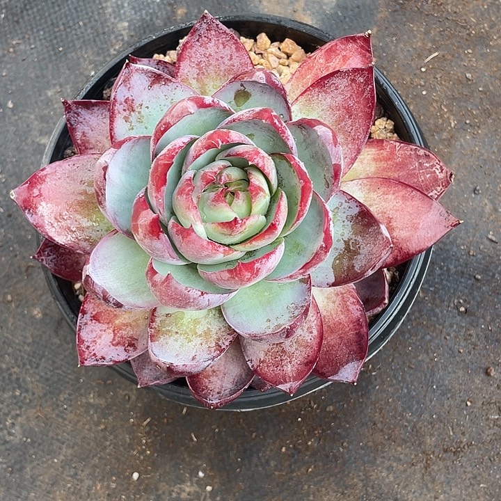 蛋***乐超大惊鸿仙子带盆发货