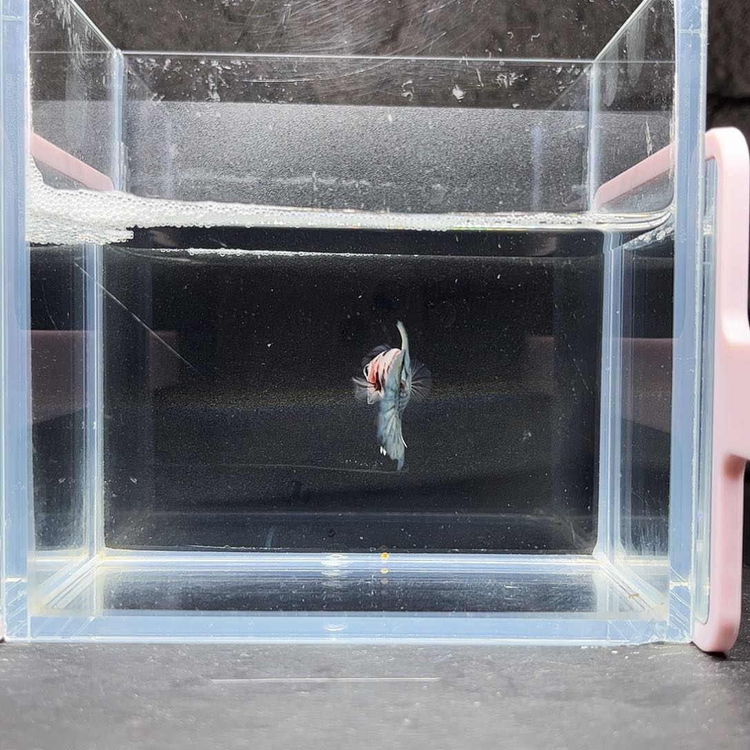 海水鱼宙斯斗鱼竞拍12-03