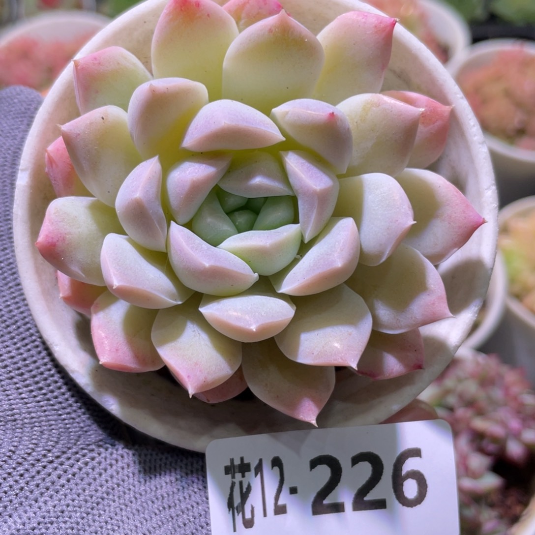 花利美12-226白雪