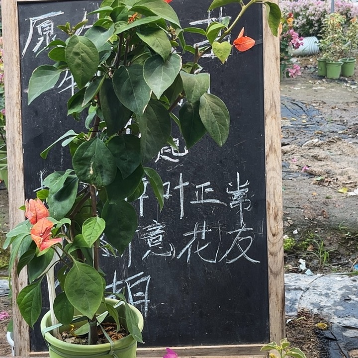 完全开放三角梅啊朱娜