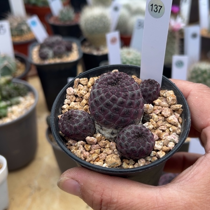 沙***鹰137号红丽1111111