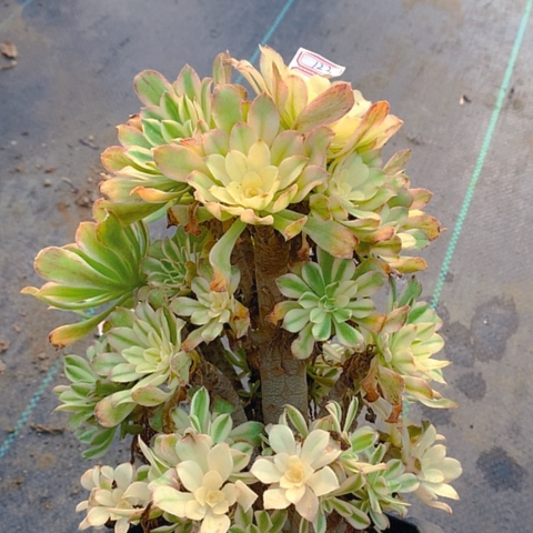 123艳日伞砍过多肉植物