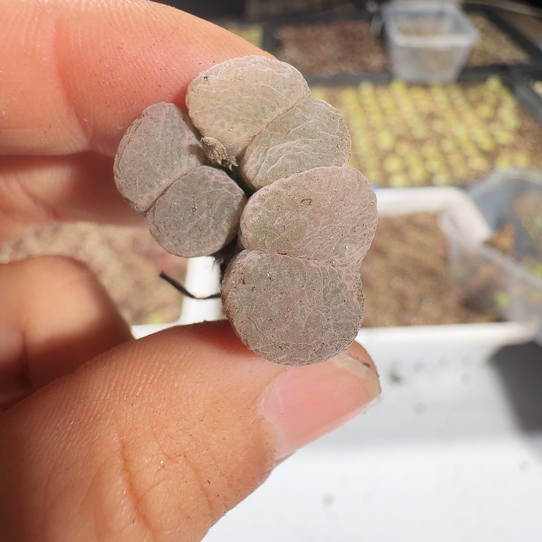 阳***肉多肉植物福利风铃871