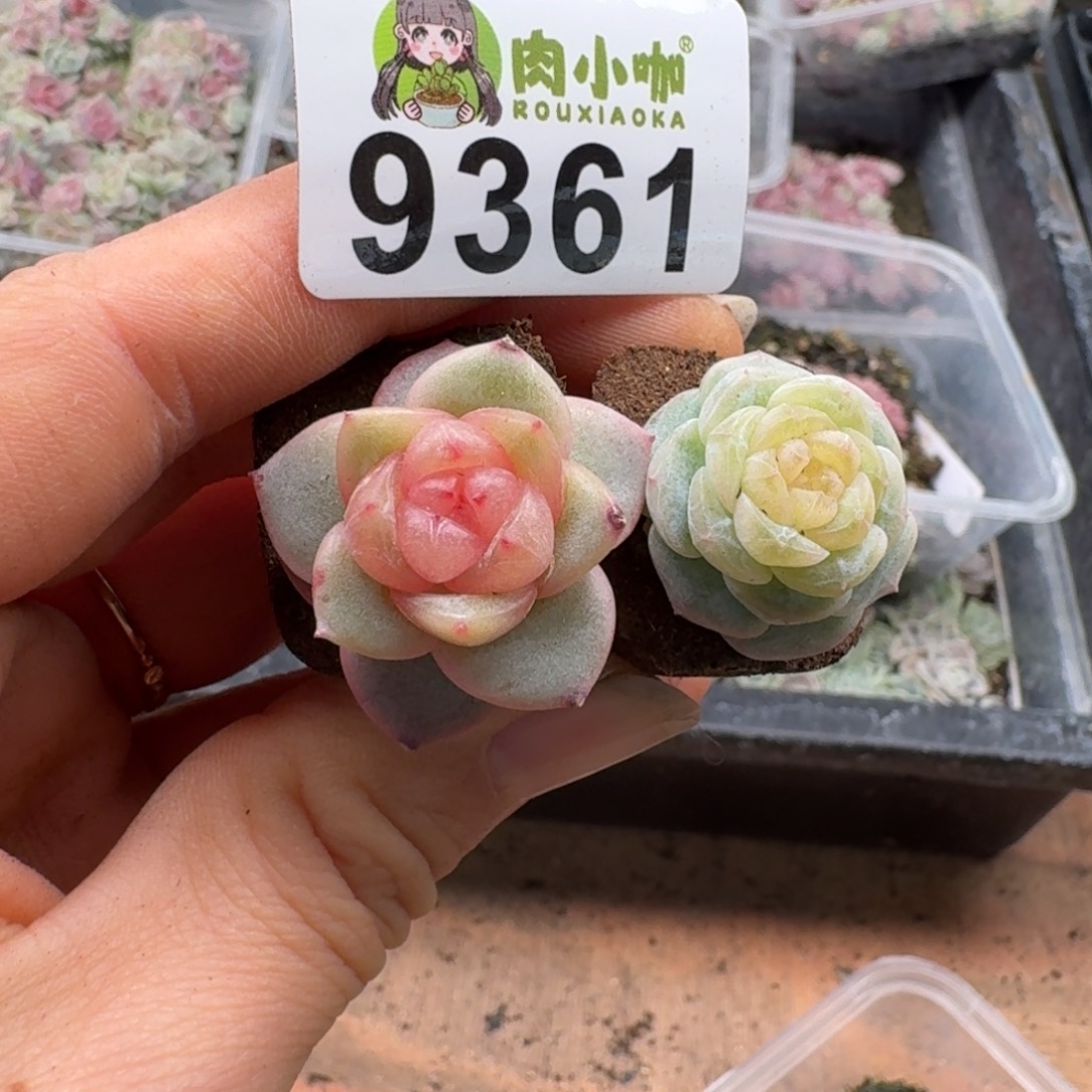 心****多肉植物多肉植物