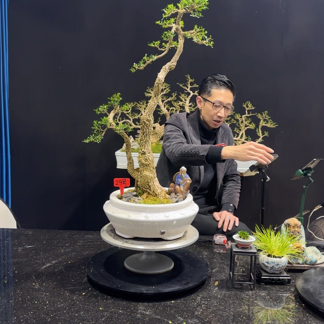 黄杨室内室外盆景艺术