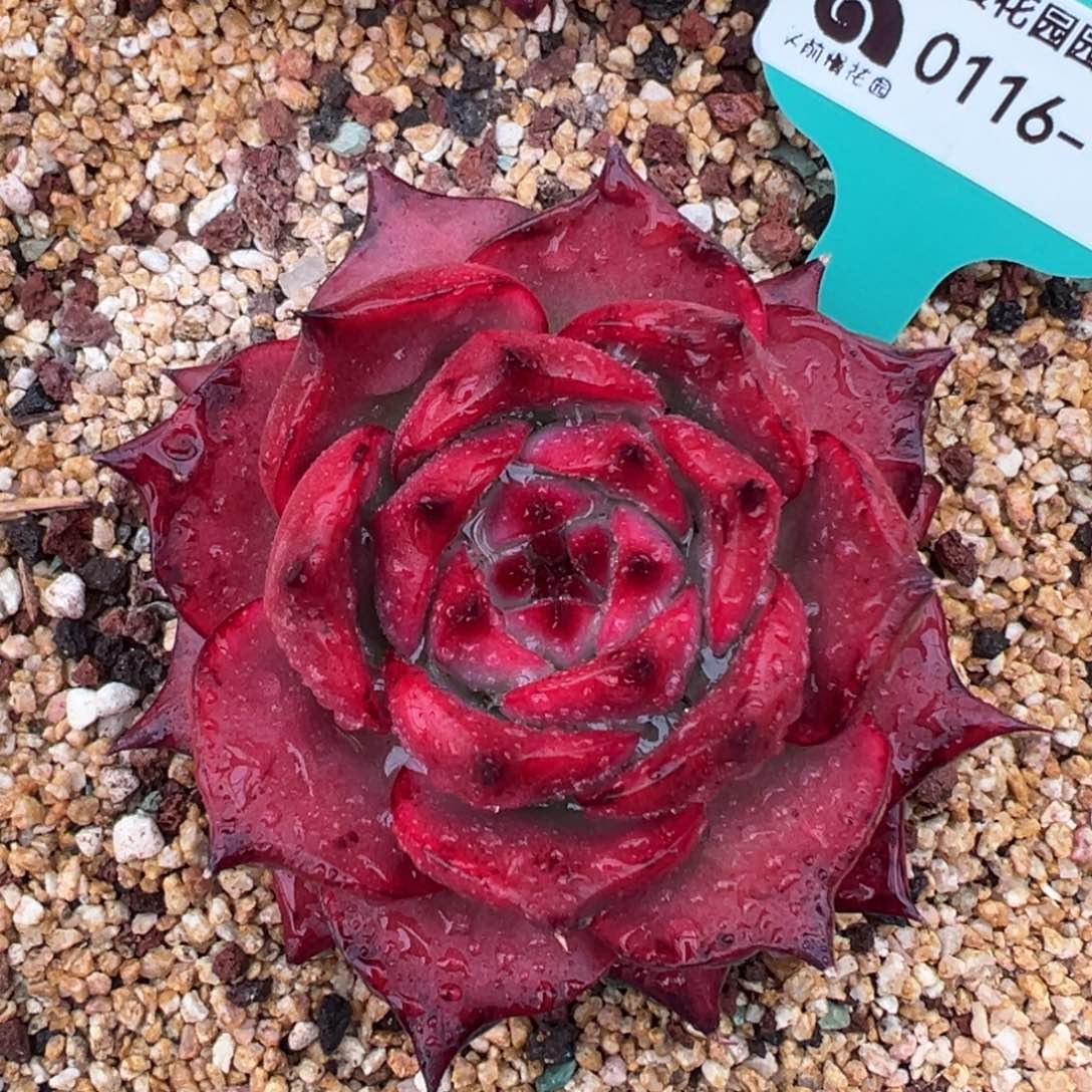 从前慢多肉精选编号0116.64