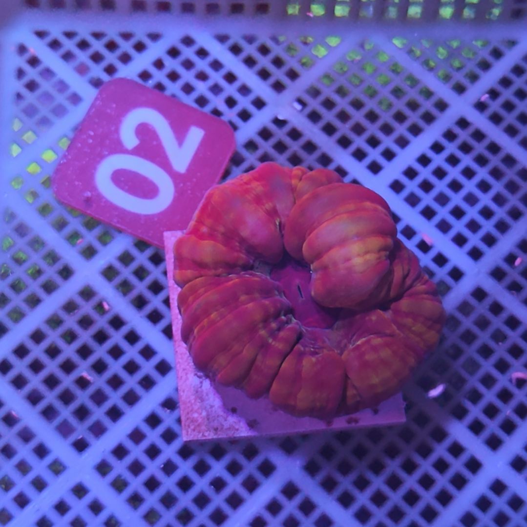 中国大陆02 号框直播间挑选