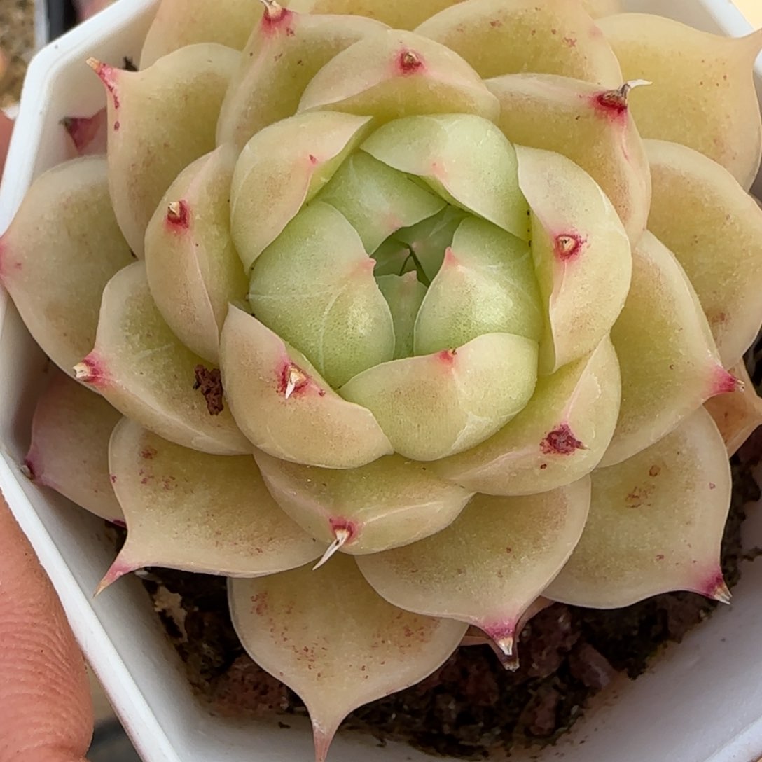 一物一拍麦秆珍妮08167