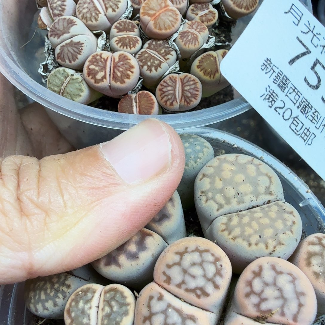 哈哈笑了啊你真的有本大事759好